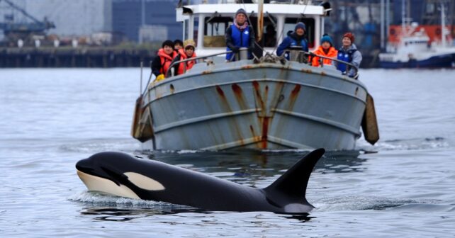 Une orque solitaire suit les bateaux dans ce port depuis des semaines et personne ne comprend pourquoi