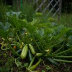Vos courgettes se couvrent dʼun voile blanc dès juillet ? La cause est simple et le remède aussi