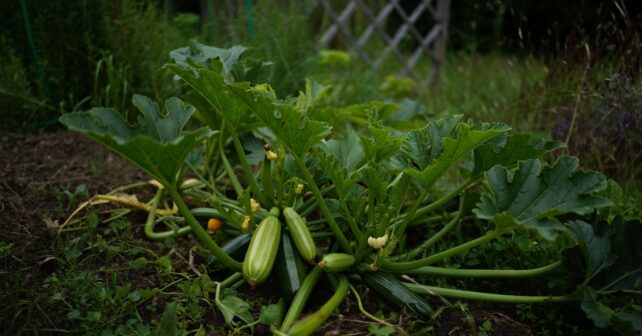 Vos courgettes se couvrent dʼun voile blanc dès juillet ? La cause est simple et le remède aussi
