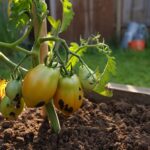Vos tomates noircissent par le bas en plein été ? Ce nʼest pas une maladie : voici la vraie cause