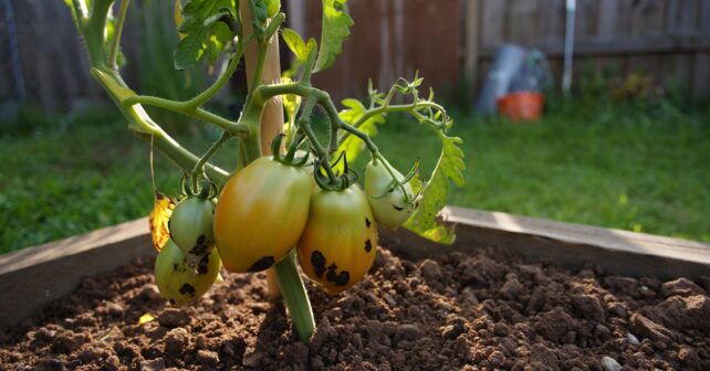 Vos tomates noircissent par le bas en plein été ? Ce nʼest pas une maladie : voici la vraie cause