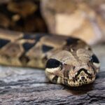 Le drame caché des animaux exotiques abandonnés : le zoo de Séville sauve des alligators, des serpents et des centaines d'écailles de tortue