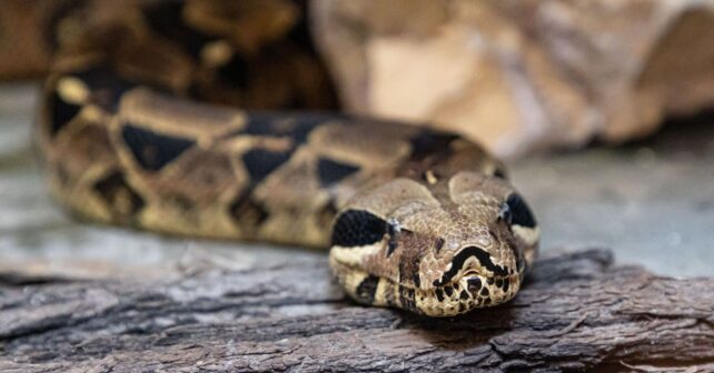 El drama oculto de las mascotas exóticas abandonadas: el zoo de Sevilla rescata caimanes, serpientes y cientos de galápagos