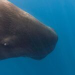 Les cachalots trouvent leur grand refuge à Minorque : la science confirme l'une des zones de reproduction les plus importantes de la Méditerranée