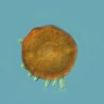 Les périodes glaciaires ont également façonné les microbes et modifié leur évolution sur des millions d’années.