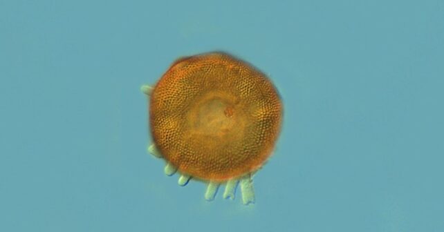 Las glaciaciones también moldearon los microbios y cambiaron su evolución durante millones de años