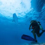 Le guide définitif de tous les requins du monde consacrera une partie de ses ventes à la protection des espèces menacées