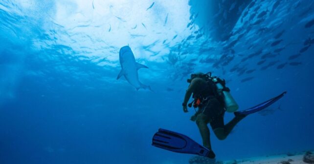 La guía definitiva de todos los tiburones del mundo destinará parte de sus ventas a proteger especies amenazadas