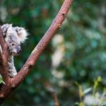 Quel animal dort le plus ? : enregistrements de sommeil dans la nature