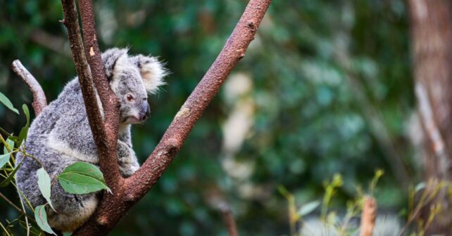 ¿Qué animal duerme más?: los récords del sueño en la naturaleza