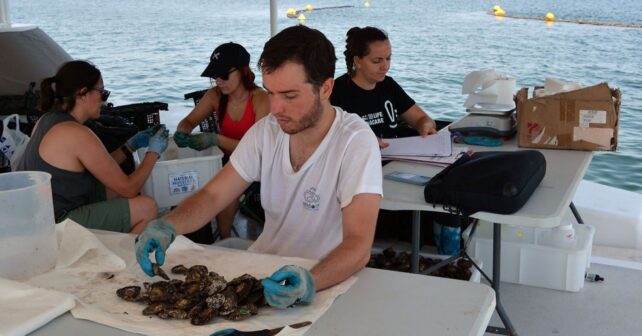 Las ostras del Mar Menor superan el primer test del verano y dan esperanza a la recuperación de la laguna