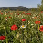 Les plantes sacrifient leur capacité à s’adapter à la chaleur pour continuer à attirer les quelques pollinisateurs restants