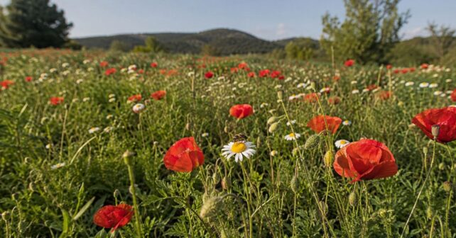 Las plantas están sacrificando su capacidad para adaptarse al calor para seguir atrayendo a los pocos polinizadores que quedan