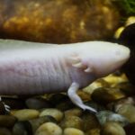 Animaux les plus rares au monde : les espèces les plus étranges qui existent dans la nature