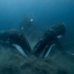Des scientifiques placent des caméras sous la mer et découvrent une stratégie de chasse aux baleines à bosse que personne n'avait pu observer jusqu'à présent