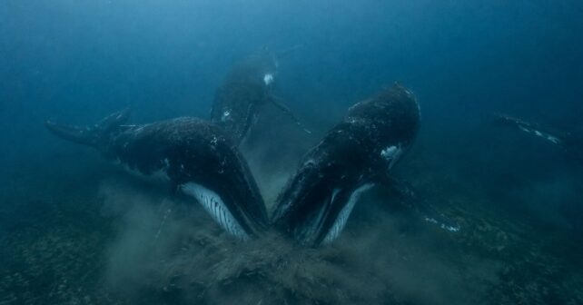 Los científicos colocan cámaras bajo el mar y descubren una estrategia de caza de las ballenas jorobadas que nadie había podido observar hasta ahora