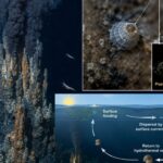 Les petits escargots de mer parcourent d'énormes distances en utilisant les courants de surface pour coloniser les volcans sous-marins