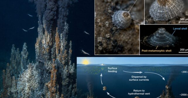 Unos pequeños caracoles marinos recorren enormes distancias utilizando las corrientes de la superficie para colonizar volcanes submarinos