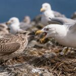 Les jeunes goélands ont un plumage terne pour une raison inattendue : cela les aide à éviter les attaques des spécimens adultes.
