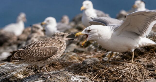 Las gaviotas jóvenes tienen un plumaje apagado por una razón inesperada: les ayuda a evitar los ataques de los ejemplares adultos