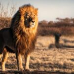 Journée Mondiale du Lion 2026 : le combat pour sauver le roi de la savane avant qu'il ne soit trop tard