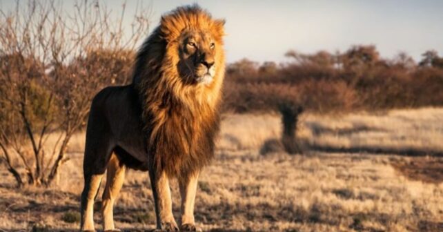 Día Mundial del León 2026: la lucha por salvar al rey de la sabana antes de que sea demasiado tarde