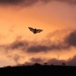 L'éclipse totale modifie le comportement des animaux et les îles Baléares vont l'étudier