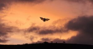 El eclipse total cambia el comportamiento de los animales y Baleares lo investigará