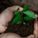 Palencia propose de planter un arbre pour chaque habitant pour créer un grand anneau vert