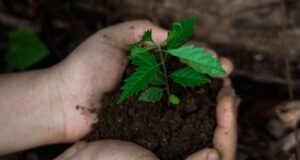 Palencia propone plantar un árbol por cada habitante para crear un gran anillo verde