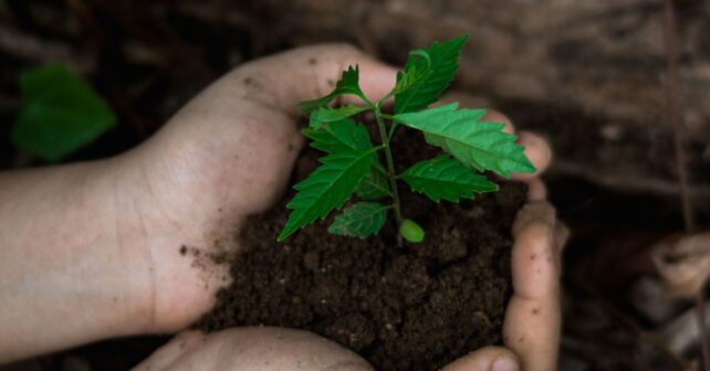 Palencia propone plantar un árbol por cada habitante para crear un gran anillo verde