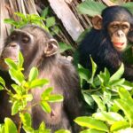 Ce sont les animaux les plus intelligents du monde selon la science