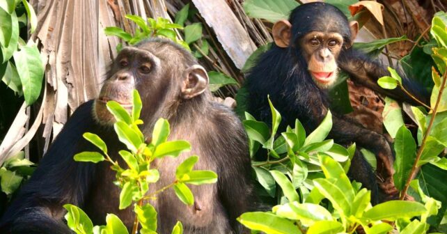 Estos son los animales más inteligentes del mundo según la ciencia