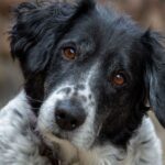 Les chiens reconnaissent les émotions sur le visage humain même lorsque nous avons peur ou sommes tristes