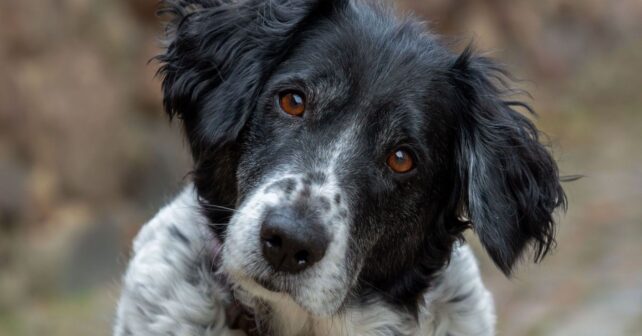 Los perros reconocen las emociones en el rostro humano incluso cuando sentimos miedo o tristeza