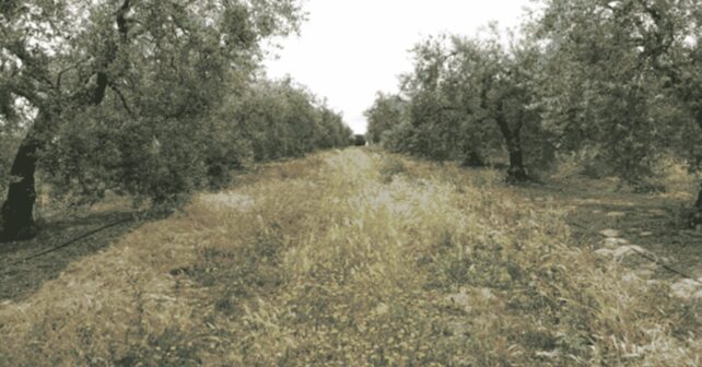 Las barreras vegetales frenan la erosión incluso en tierras secas según el CSIC