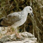 L'Espagne ajoute 19 nouvelles zones clés pour protéger les oiseaux et atteint 485 espaces essentiels