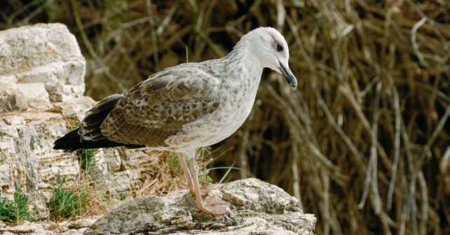 España suma 19 nuevas áreas clave para proteger las aves y alcanza 485 espacios esenciales