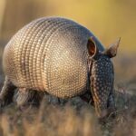 Journée internationale du tatou : guide sur la conservation et les menaces des espèces