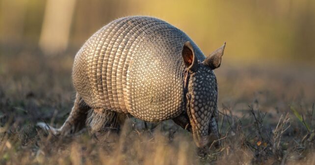 Día Internacional del Armadillo: guía de conservación y amenazas de la especie