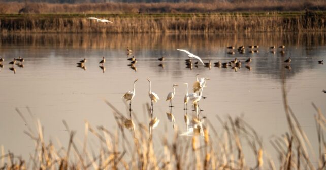 Los humedales valencianos baten récords de aves acuáticas con 178.000 ejemplares