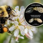 Les dégâts causés par ce pesticide ne sont pas visibles à l'œil nu mais il s'attaque directement aux ovaires des abeilles et pourrait réduire le nombre de bébés nés chaque saison.