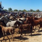 Plus de 400 juments traverseront Doñana jusqu'à Hinojos