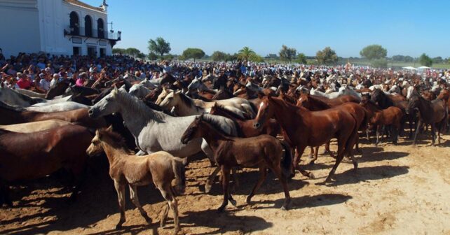 Más de 400 yeguas cruzarán Doñana hasta Hinojos