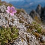 Elle ressemble à une simple fleur, mais il s'agit en fait de l'une des espèces de flore endémique les plus menacées de Castille-et-León et les experts vous invitent à être prudent lorsque vous vous promenez dans la campagne.