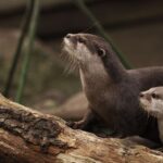 La loutre revient à Alicante après des décennies de disparition