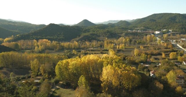 La inteligencia artificial revoluciona la gestión de los bosques