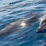 Les dauphins peuvent identifier des objets en utilisant uniquement le son : la science découvre comment ils les « voient »