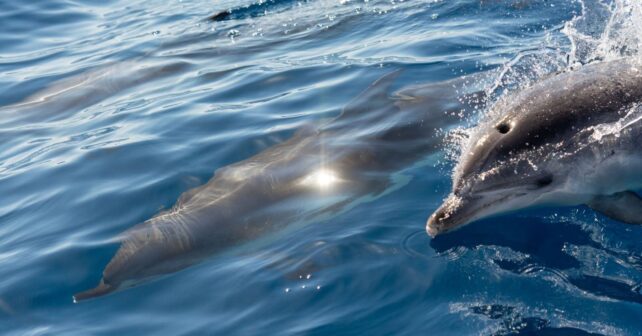 Les dauphins peuvent identifier des objets en utilisant uniquement le son : la science découvre comment ils les « voient »