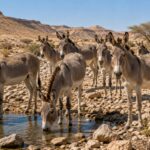 Ils ont réintroduit 28 ânes sauvages dans un désert d'Israël en 1982 : ils sont aujourd'hui entre 500 et 600 vivant en liberté, et ils creusent des puits qui deviennent des oasis pour d'autres espèces.